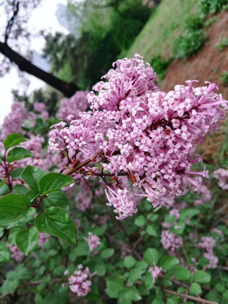 小巧玲珑花小叶丁香四季丁香可视频看货