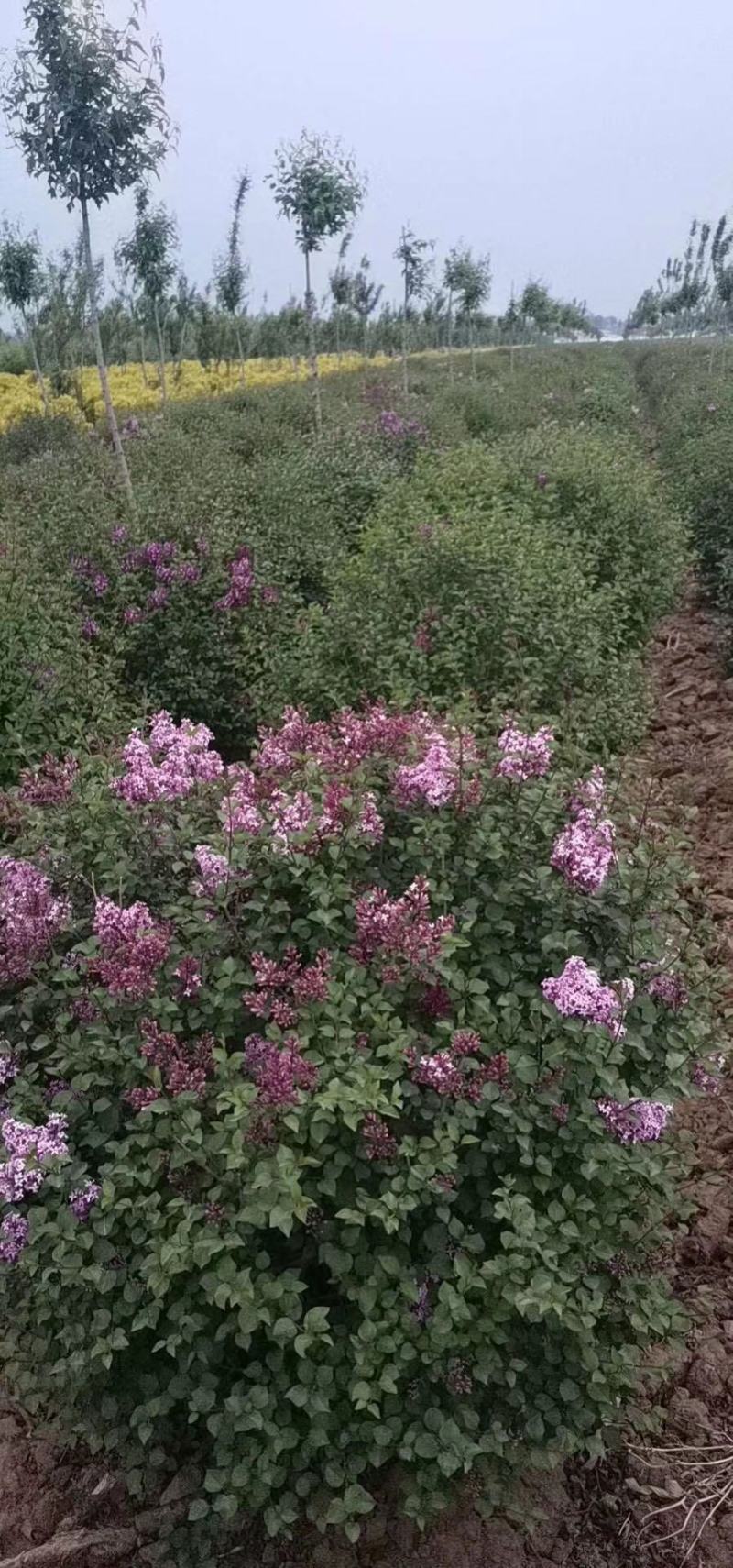 小巧玲珑花小叶丁香四季丁香可视频看货