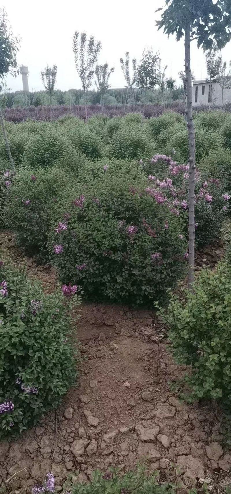小巧玲珑花小叶丁香四季丁香可视频看货