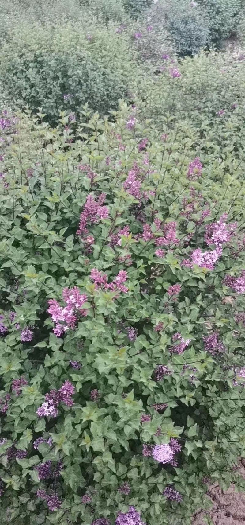 小巧玲珑花小叶丁香四季丁香可视频看货