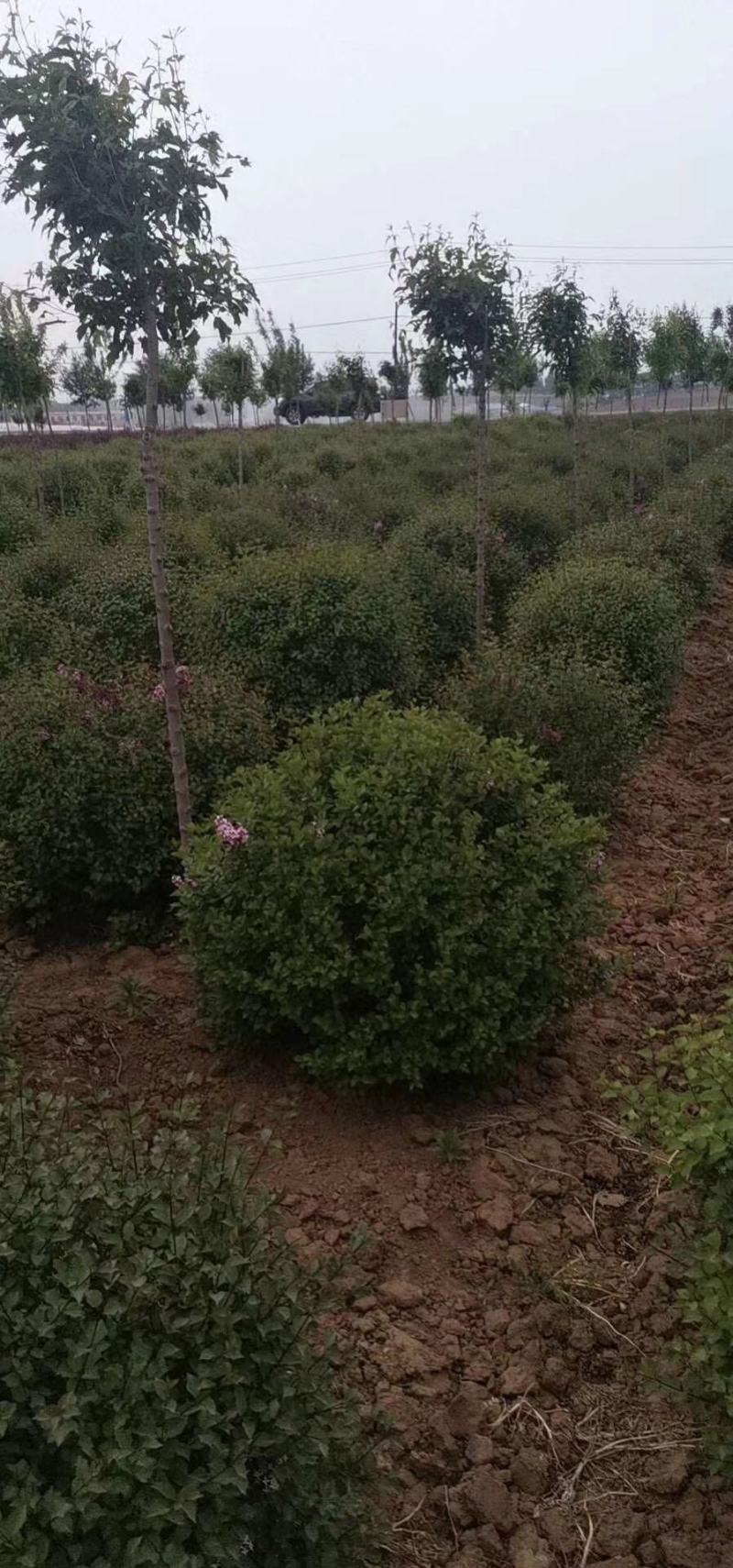 小巧玲珑花小叶丁香四季丁香可视频看货