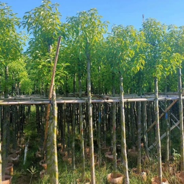 供应：大量4公分到12公分的香樟