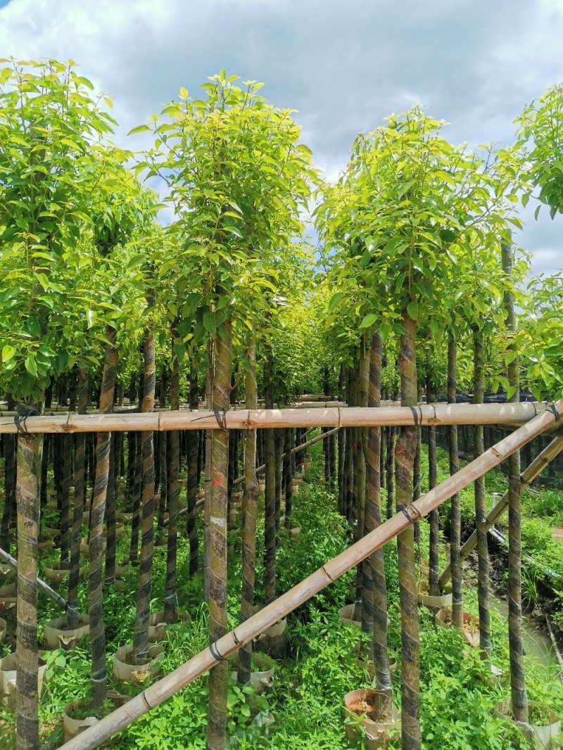 供应：大量4公分到12公分的香樟