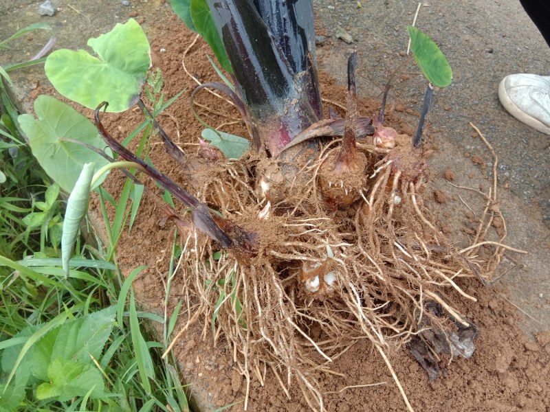 芋头也上市需要的联系