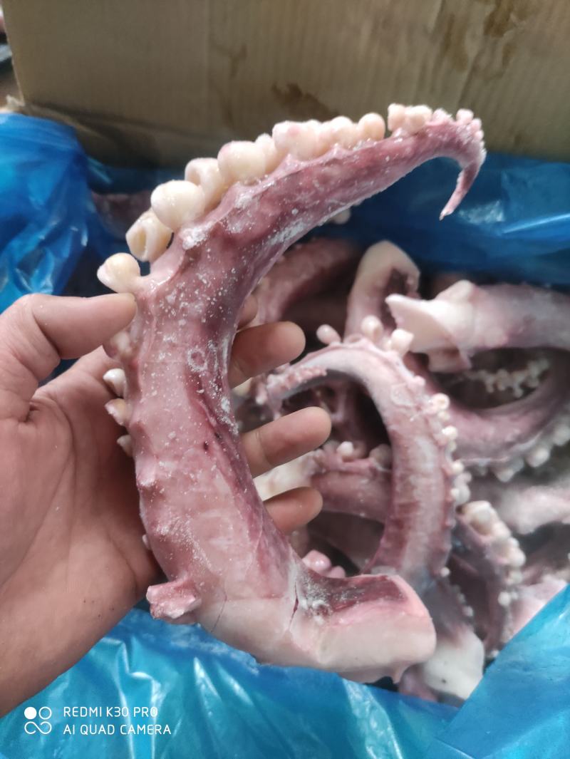 章鱼足章鱼须，八爪脚八爪9斤净
