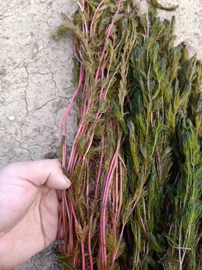 白洋淀水下森林水质净化植物