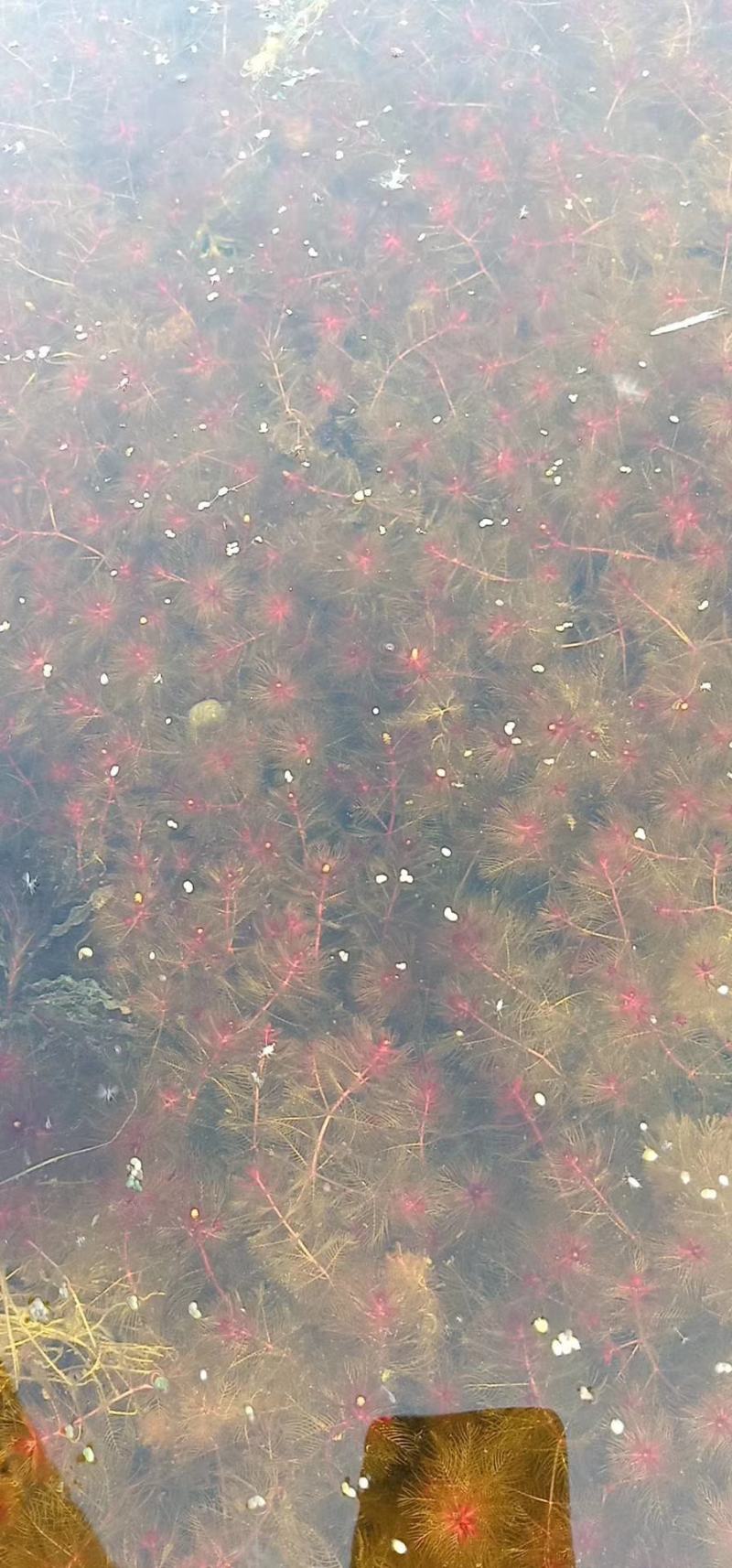白洋淀水下森林水质净化植物