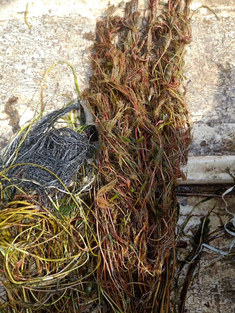 白洋淀水下森林水质净化植物