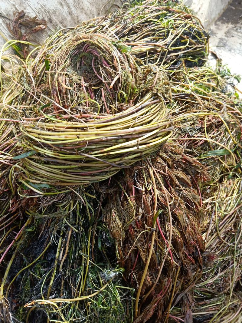 白洋淀水下森林水质净化植物