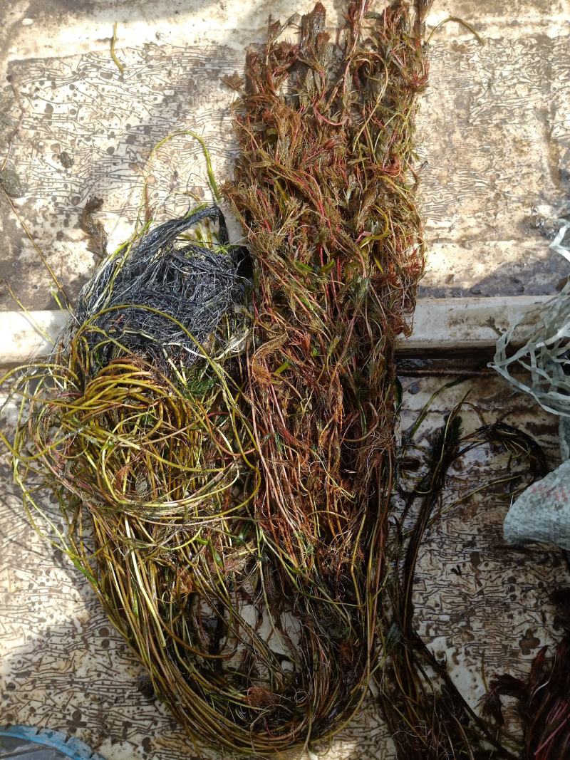 白洋淀水下森林水质净化植物