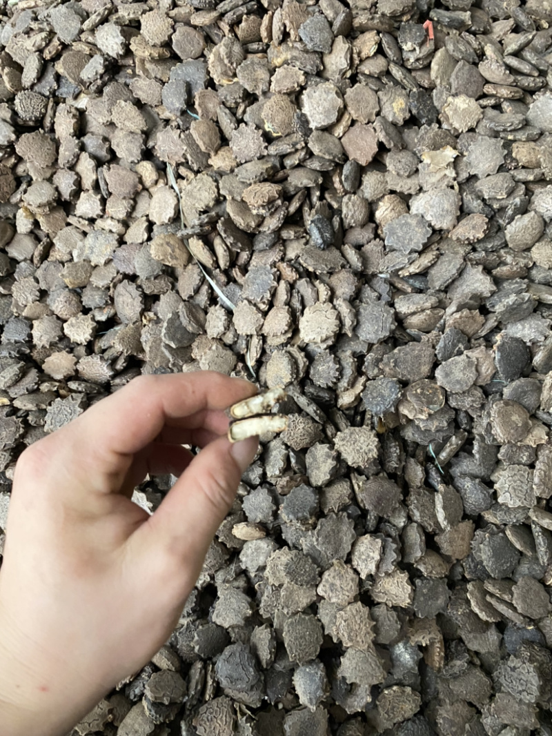 木鳖籽，新货，足干货不走油，一手货源