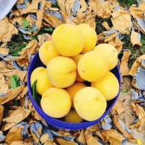 蒙山沂水离胡甜黄金桃