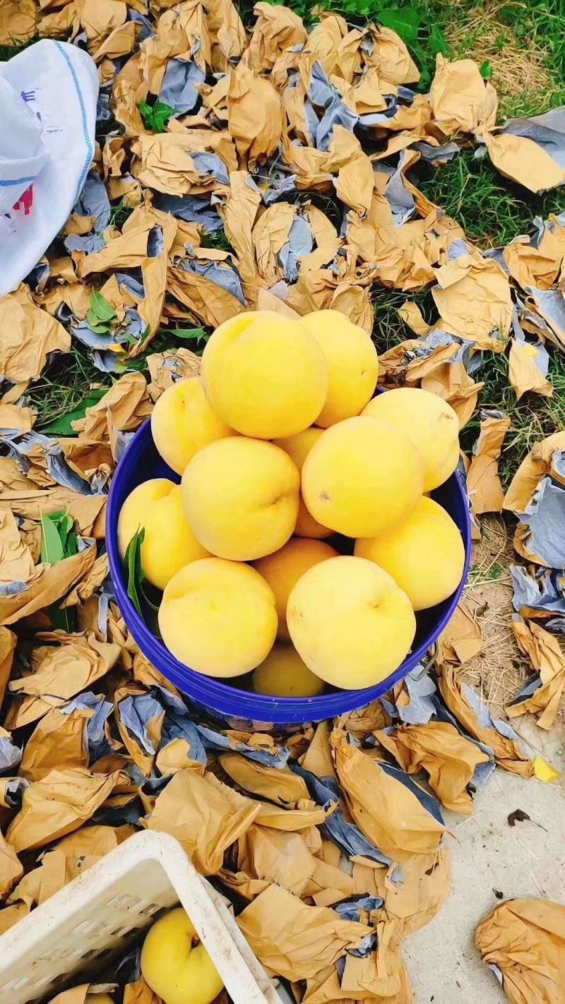 蒙山沂水离胡甜黄金桃