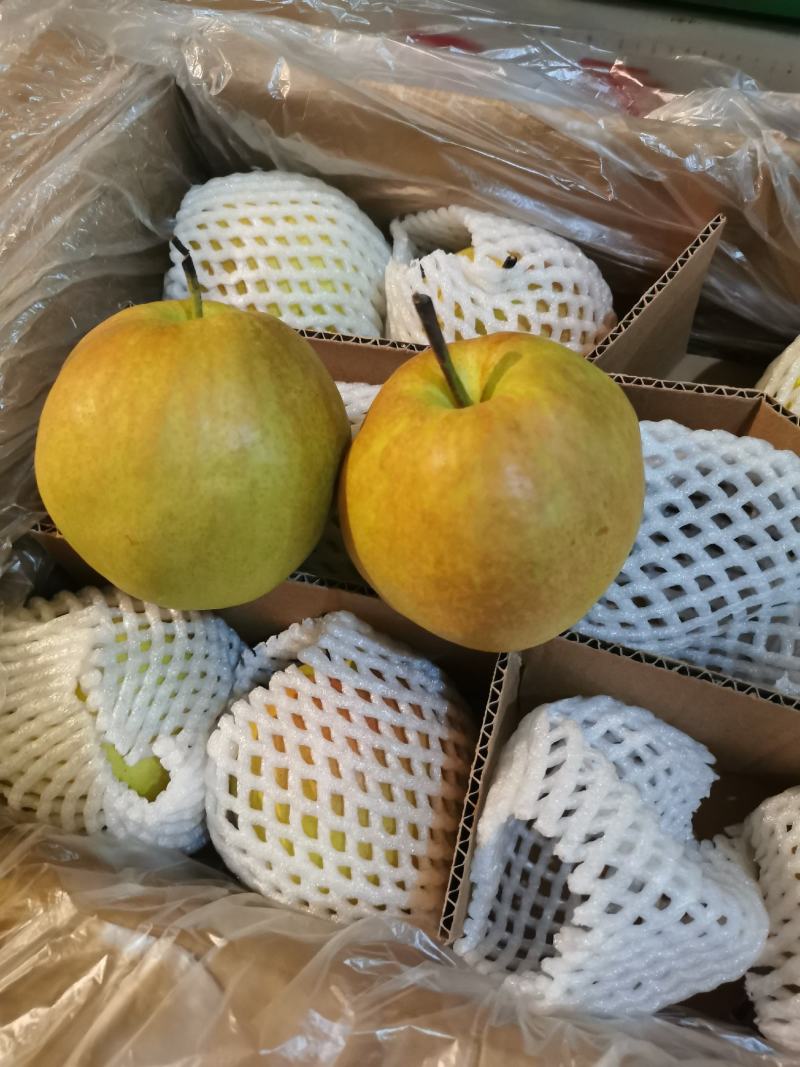 玉露香，红度大，果面干净，入口即化，口感细腻