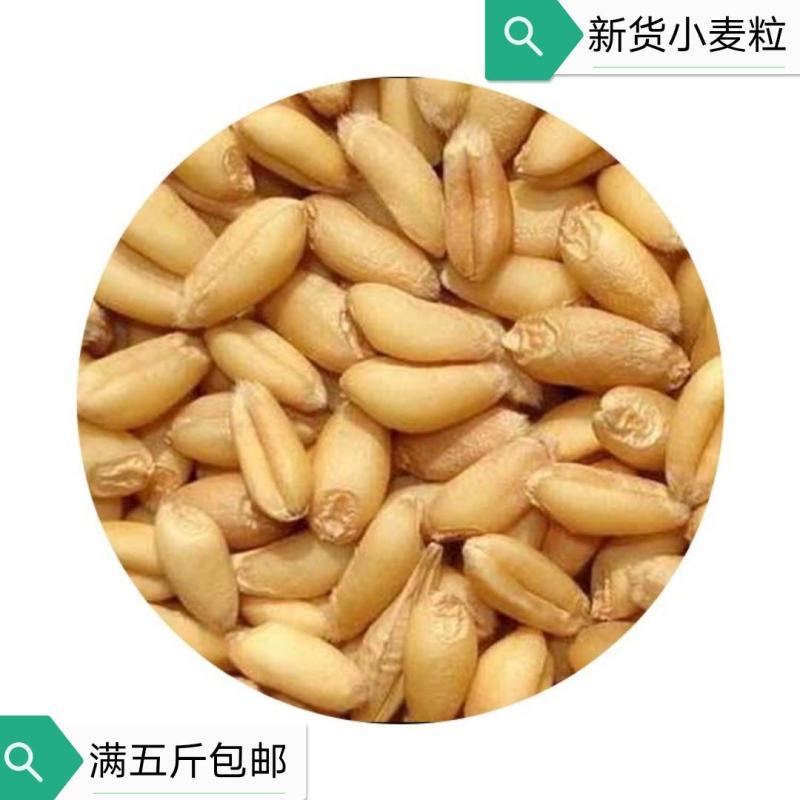 2020年新小麦粒产地直供