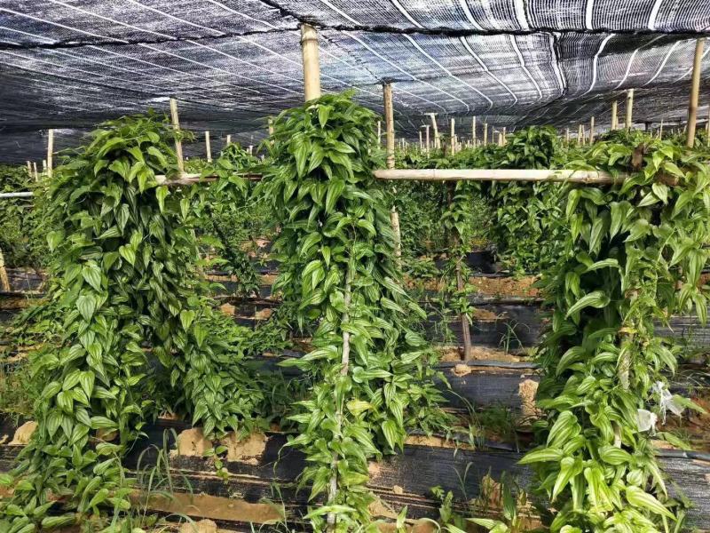 云南对叶大百部种苗，签合同包回收，投资小产量高，价格稳定