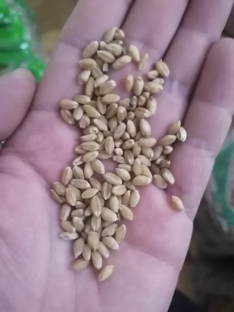 2020年新小麦粒产地直供