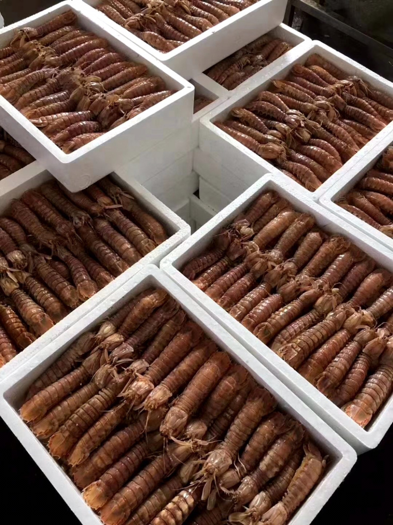 熟冻皮皮虾撒尿虾富贵虾新鲜熟冻海鲜诚信经营等您来电