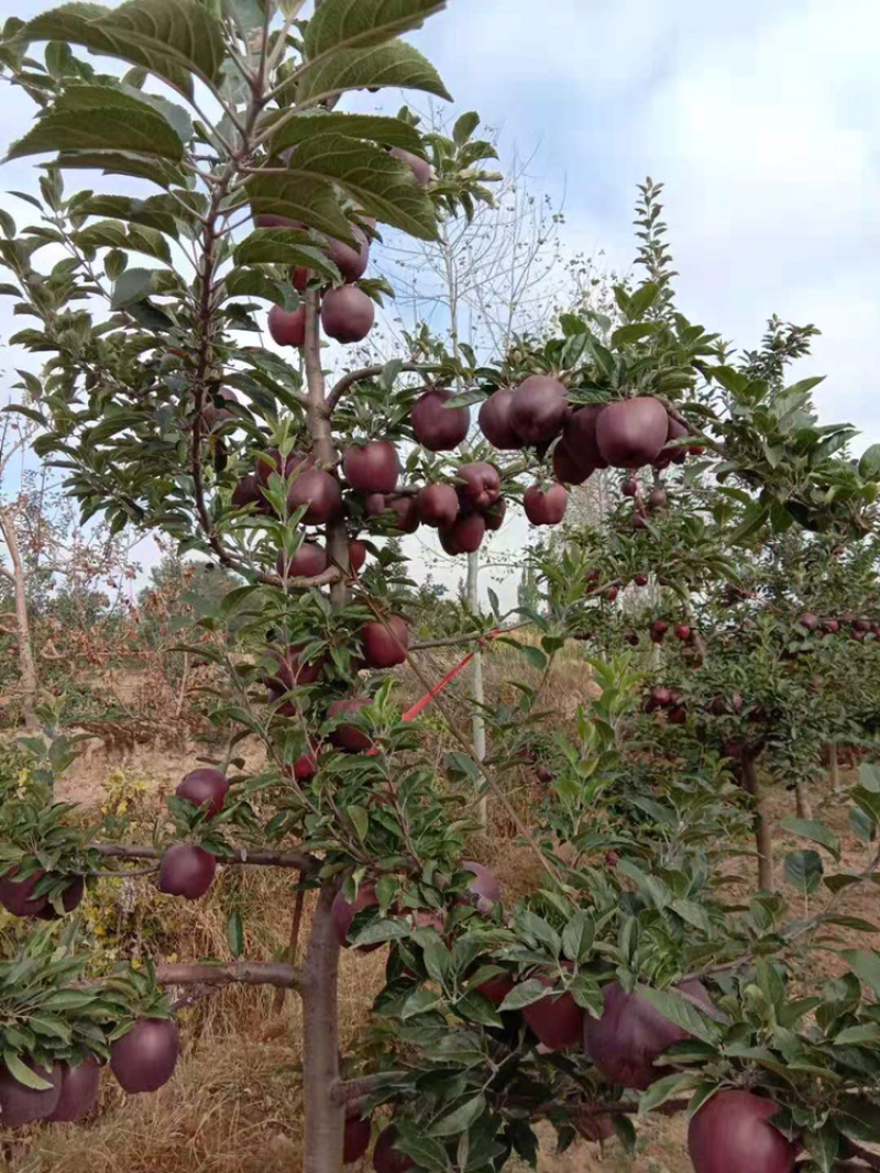 甘肃红星苹果火热🔥大量上市中接受预订物美价廉……