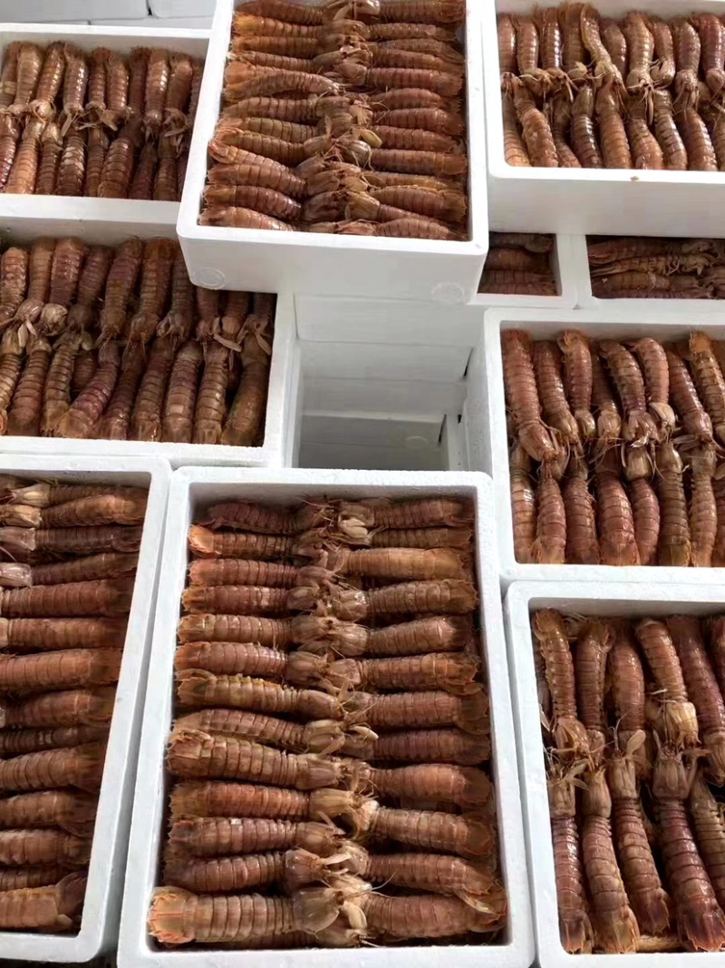 熟冻皮皮虾撒尿虾富贵虾新鲜熟冻海鲜诚信经营等您来电