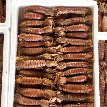 熟冻皮皮虾撒尿虾富贵虾新鲜熟冻海鲜诚信经营等您来电