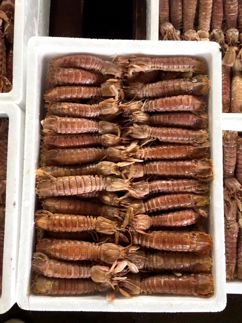 熟冻皮皮虾撒尿虾富贵虾新鲜熟冻海鲜诚信经营等您来电