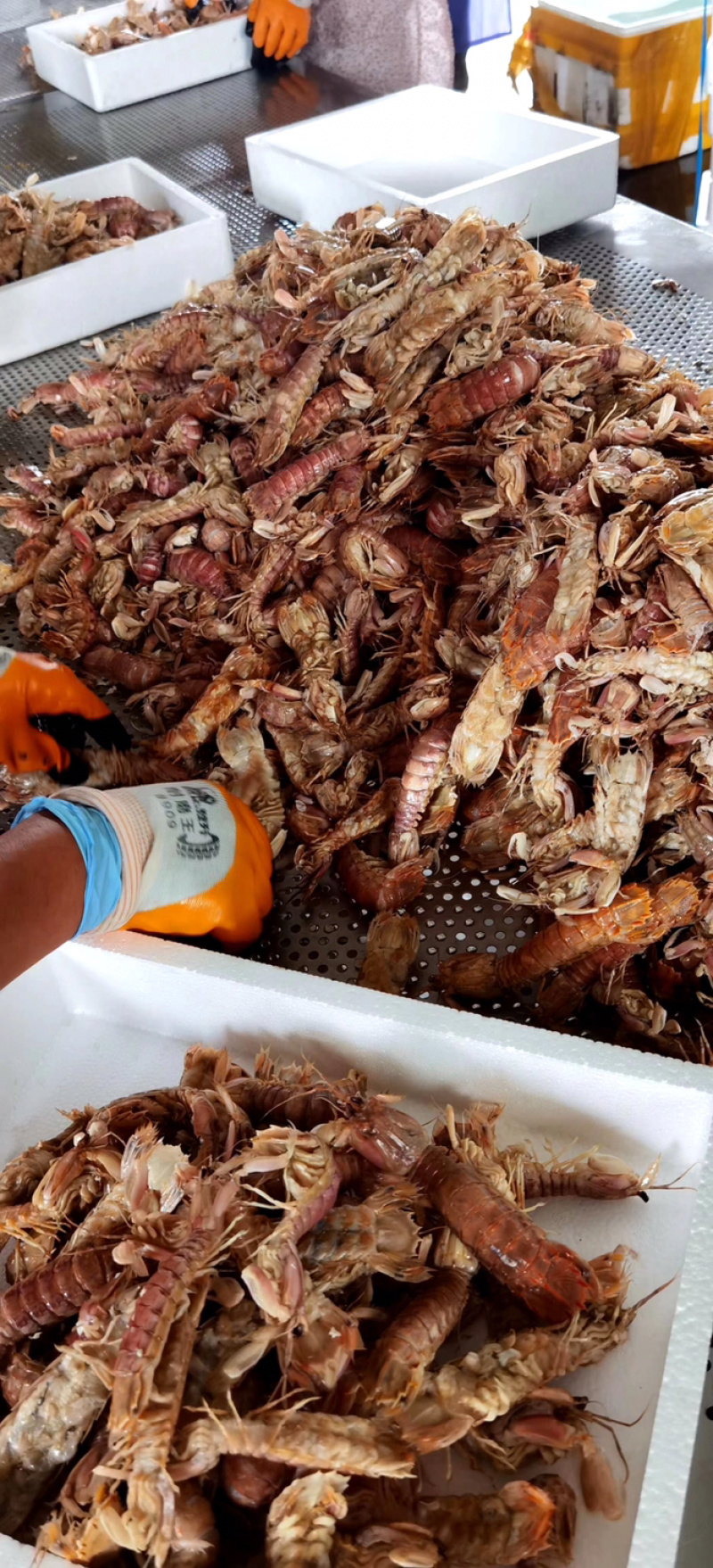 熟冻皮皮虾撒尿虾富贵虾新鲜熟冻海鲜诚信经营等您来电
