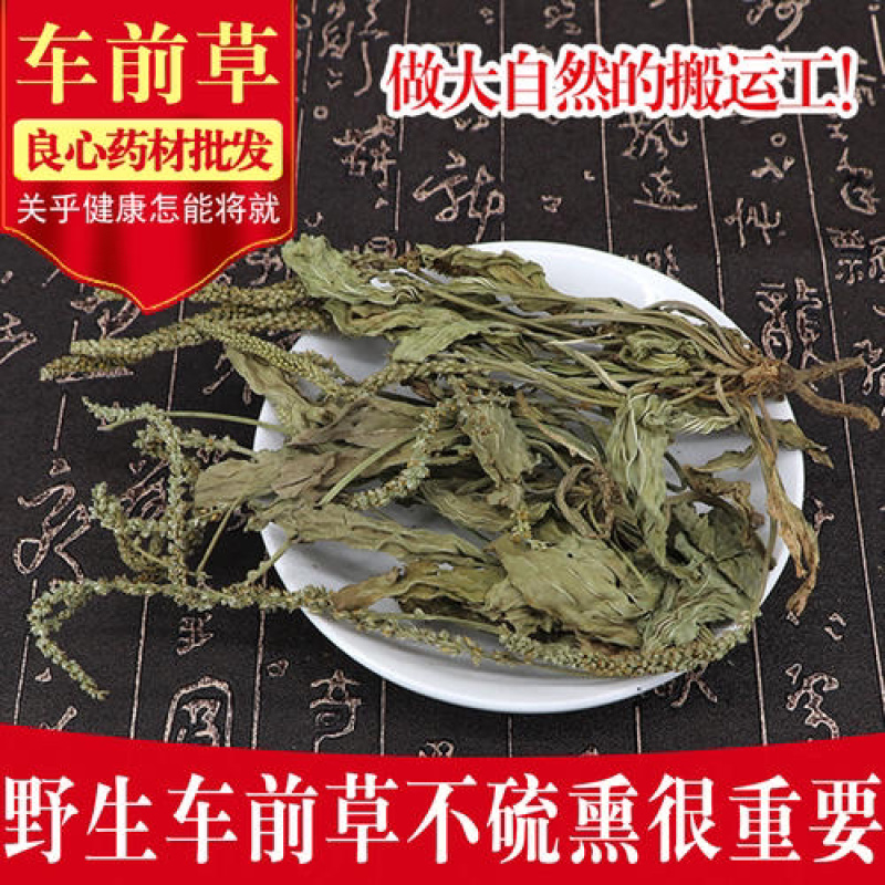 野生车前草车前菜茶药材干货干净全草整棵含量高无硫