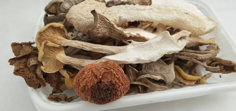 七彩菌汤包优质菌品质汤包云南特产品质至上
