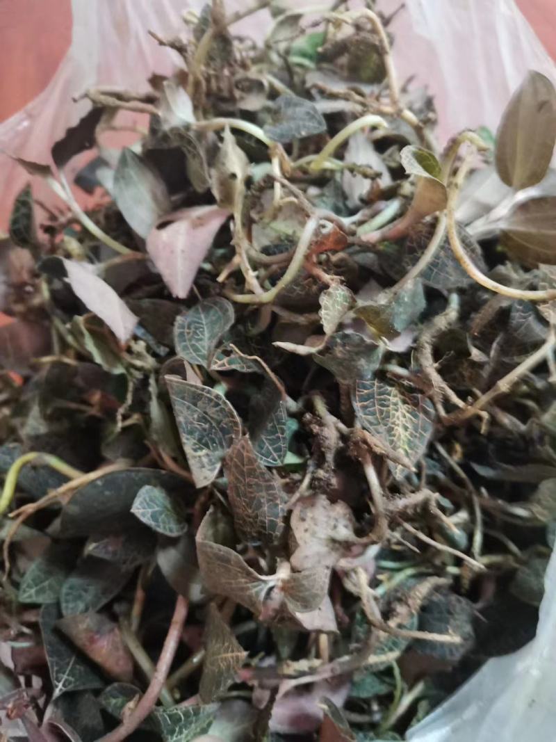 来自贵州大山的野生金线莲