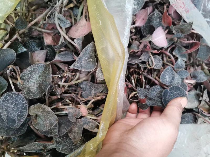来自贵州大山的野生金线莲