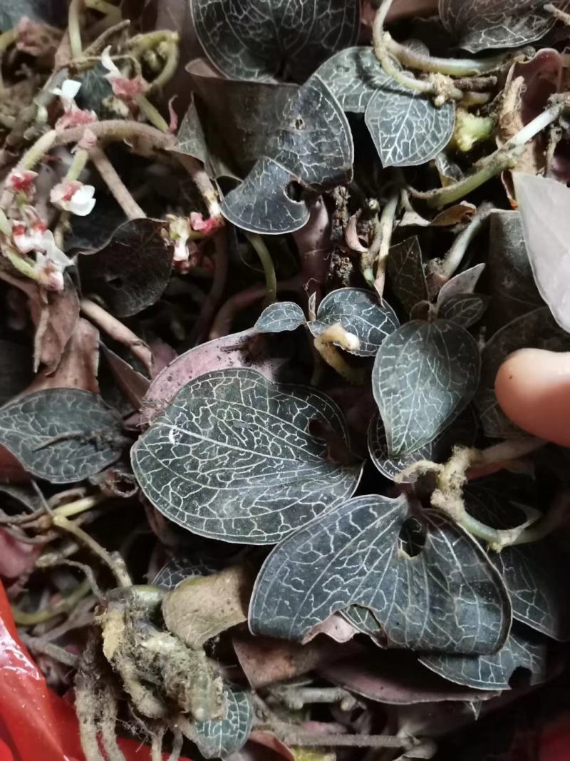 来自贵州大山的野生金线莲
