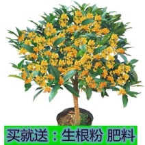 【爆款】桂花盆栽苗金桂四季桂嫁接苗品种多带原土发货