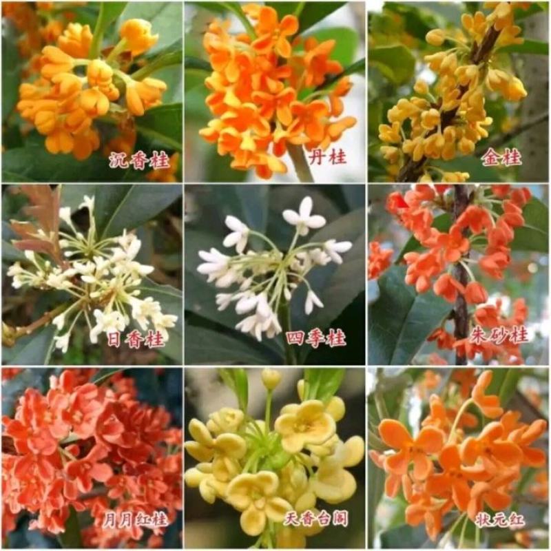 【爆款】桂花盆栽苗金桂四季桂嫁接苗品种多带原土发货