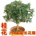 【爆款】桂花盆栽苗金桂四季桂嫁接苗品种多带原土发货