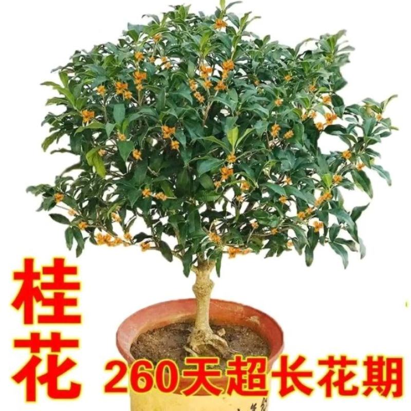 【爆款】桂花盆栽苗金桂四季桂嫁接苗品种多带原土发货