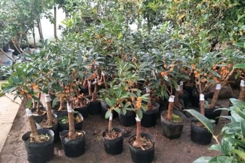 【爆款】桂花盆栽苗金桂四季桂嫁接苗品种多带原土发货