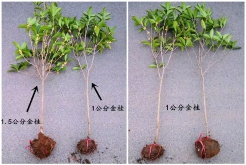 【爆款】桂花盆栽苗金桂四季桂嫁接苗品种多带原土发货