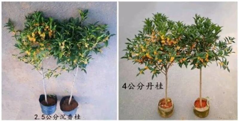 【爆款】桂花盆栽苗金桂四季桂嫁接苗品种多带原土发货