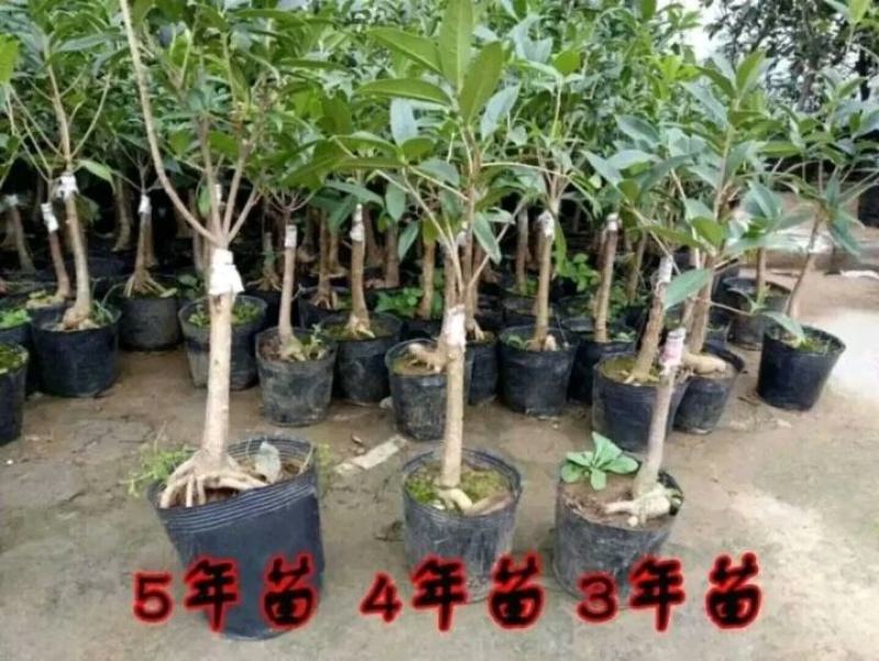 【爆款】桂花盆栽苗金桂四季桂嫁接苗品种多带原土发货