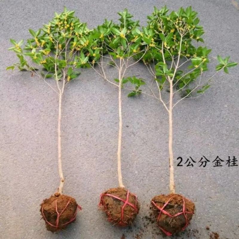 【爆款】桂花盆栽苗金桂四季桂嫁接苗品种多带原土发货