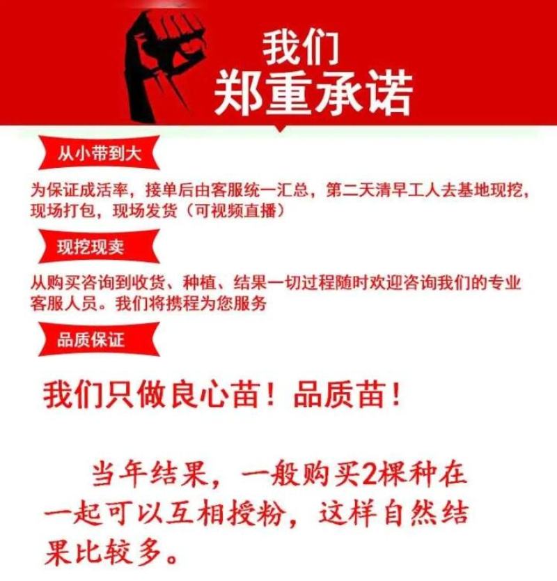 【爆款】桂花盆栽苗金桂四季桂嫁接苗品种多带原土发货