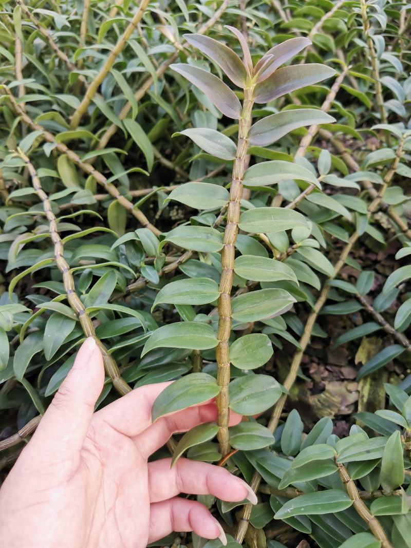 铁皮石斛鲜条，胶质好不发酸，可选规格，基地一手