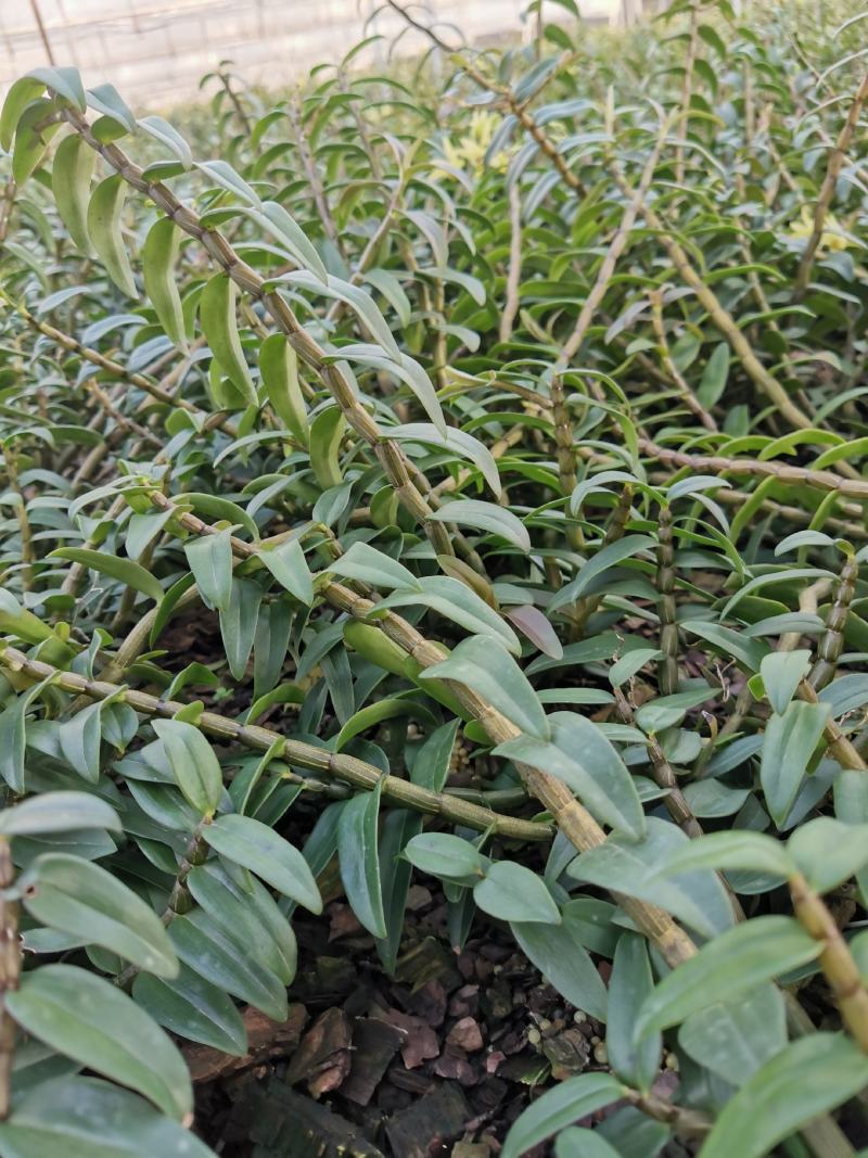 铁皮石斛鲜条，胶质好不发酸，可选规格，基地一手