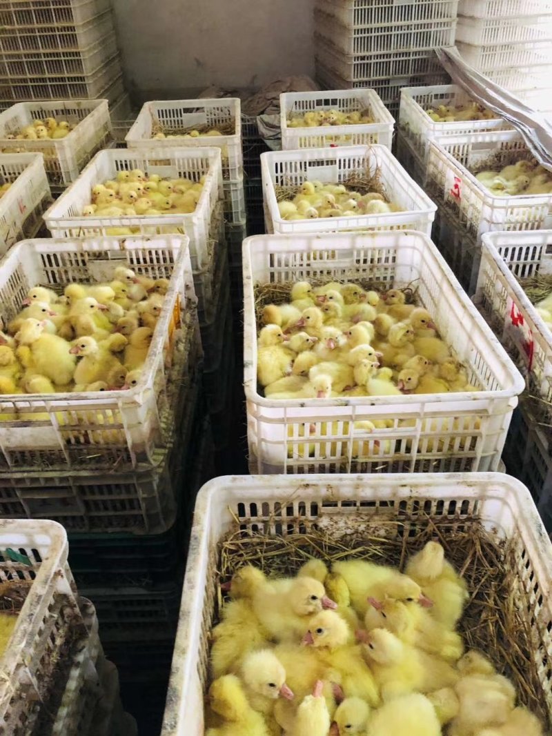狮头鹅苗价格_鹅苗价格批发_大型鹅苗孵化场