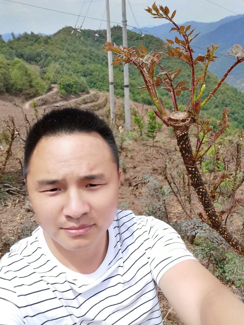 云南刺老包种苗，根系好，成活好，签合同包回收