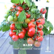 矮生盆栽番茄种子小西红柿圣女果农家阳台水果蔬菜种子易活四