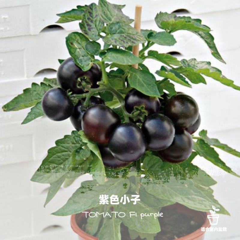矮生盆栽番茄种子小西红柿圣女果农家阳台水果蔬菜种子易活四