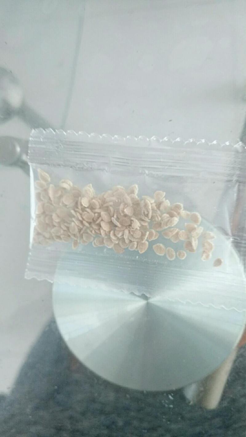 矮生盆栽番茄种子小西红柿圣女果农家阳台水果蔬菜种子易活四