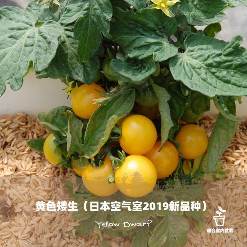 矮生盆栽番茄种子小西红柿圣女果农家阳台水果蔬菜种子易活四